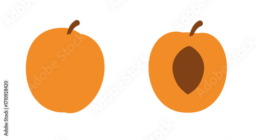 Whole and halved apricot fruit illustration showing the stone inside