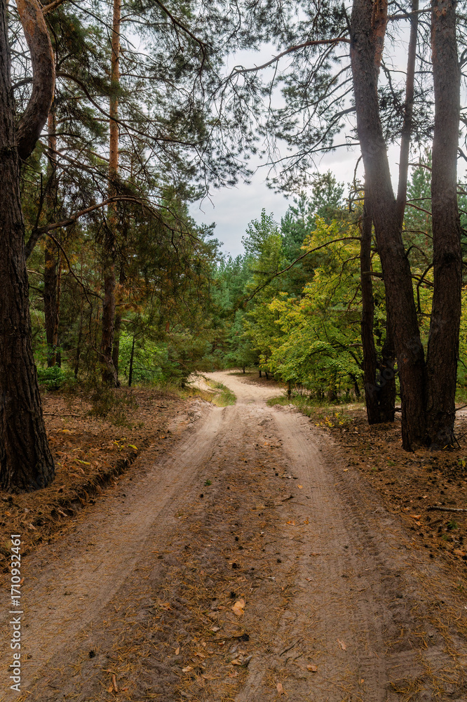 Fototapeta premium Serene dirt path winding through a tranquil forest