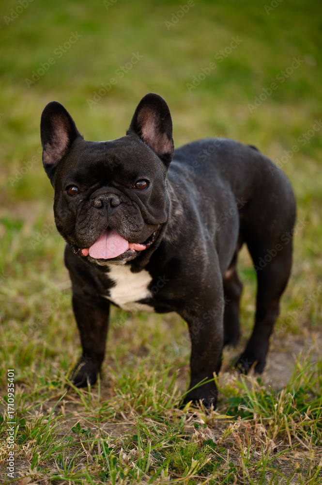 Fototapeta premium French bulldog dog standing on grass during walk in park on hot summer day with his tongue hanging out, sweltering in heat. Pet and heat concept