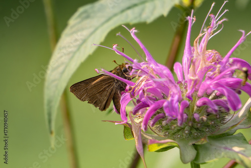Skipper Butterfly Pollinates Bee Balm/Wild Bergamot/Monarda Flower in Macro Garden Photo