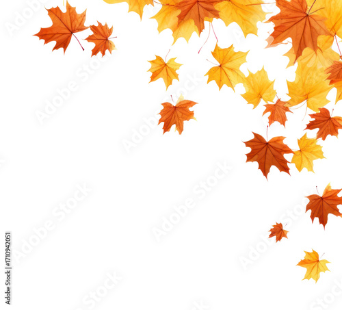 PNG Falling autumn maple leaves border plant leaf tree.