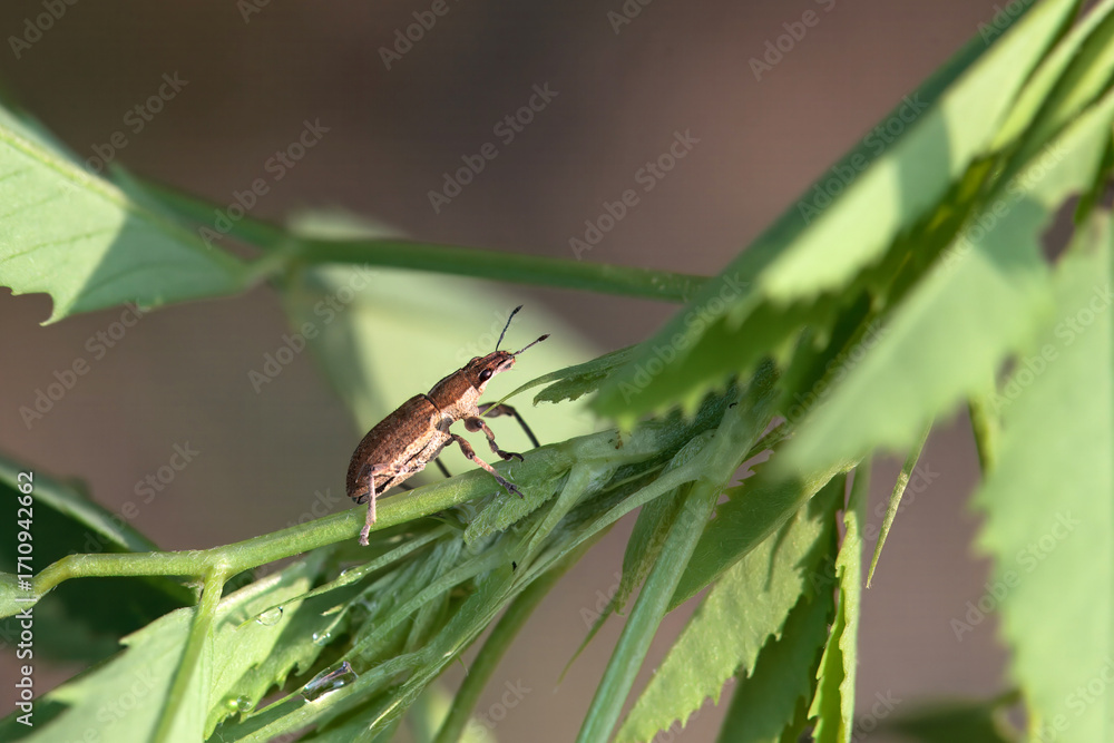 Fototapeta premium The snout beetle Charagmus gressorius
