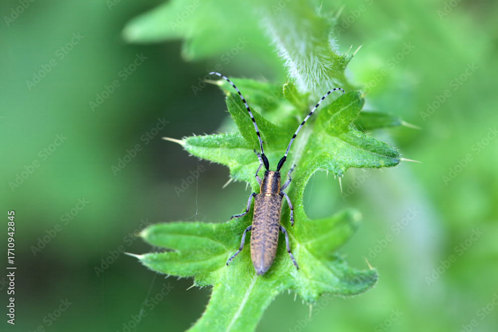 Fototapeta premium Golden-bloomed grey longhorn beetle, Agapanthia villosoviridescens