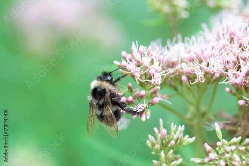 Barbuts cuckoo bee, Bombus barbutellus