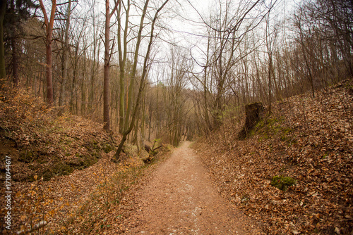 Road in a forest in Dolina Będkowska,  Jura Krakowsko-Częstochowska, Poland