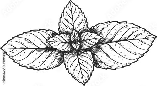 Detailed black and white illustration of mint leaves on transparent background