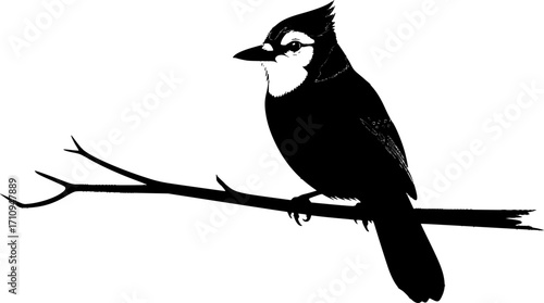 Blue jay silhouette