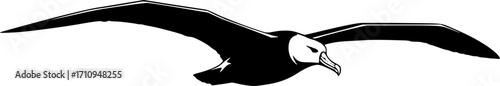 Flying albatross silhouette