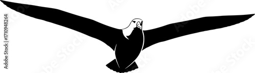 Flying albatross silhouette