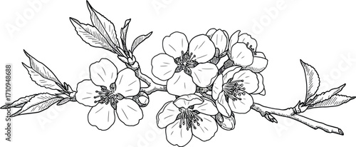 Delicate floral branch with blossoming flowers detailed line art on transparent background