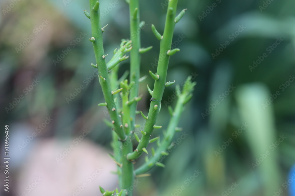 Naklejka premium Cylindropuntia leptocaulis cienkołodygowa
