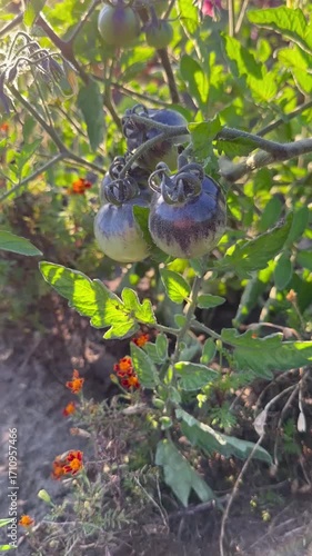 Tomato bushes grow in a garden bed. Close up. Raised garden, terraced bed. Edible foliage. For video presentation. Background. Cherry tomatoes. Healthy food grown by hand.