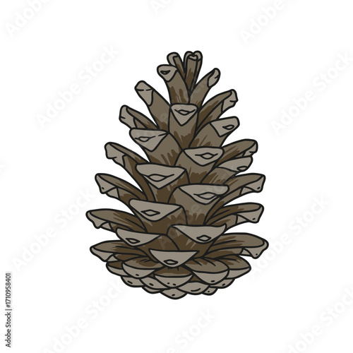 Pine cone illustration in detailed style on transparent background