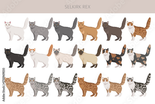 Selkirik Rex Cat clipart. All coat colors set.  All cat breeds characteristics infographic. Vector illustration