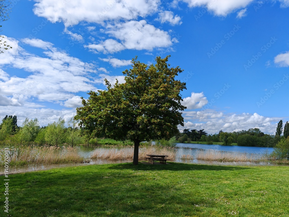Fototapeta premium Lonely tree with picnic bench near lake under blue sky