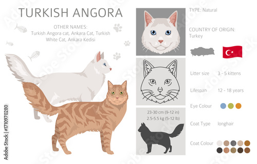 Turkish Angora Cat clipart. All coat colors set.  All cat breeds characteristics infographic. Vector illustration