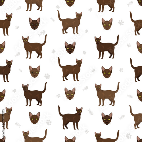 Suphalak Cat clipart. All coat colors set.  All cat breeds characteristics infographic. Vector illustration