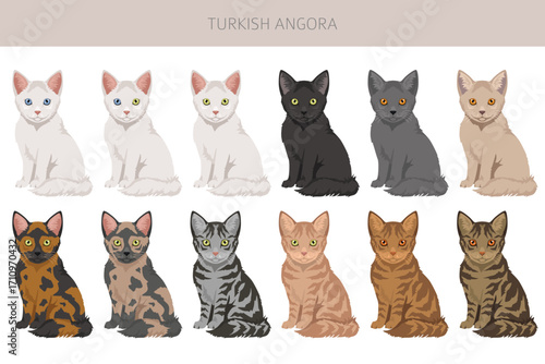 Turkish Angora Cat clipart. All coat colors set.  All cat breeds characteristics infographic. Vector illustration