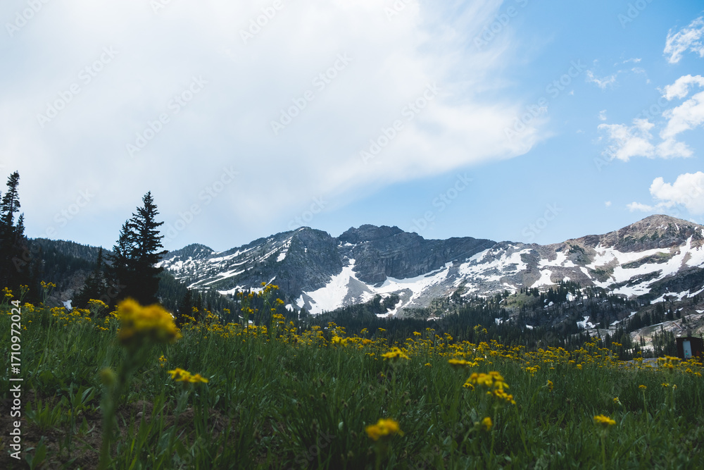 Fototapeta premium yellow mountain wildflowers