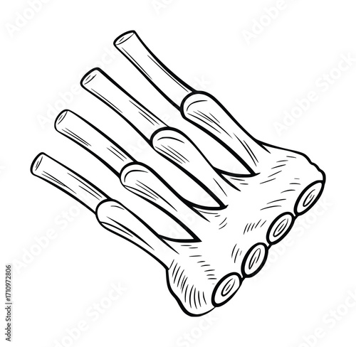 Hand-Drawn Illustration of Raw Pork Ribs on a White Background