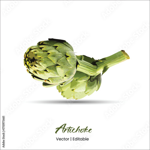 Artichoke Vector Artichoke realistic vector art