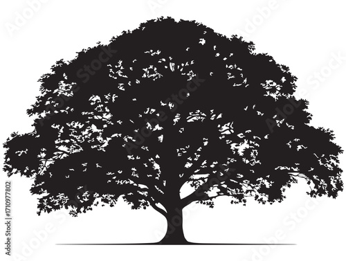 Tall ash tree silhouette with natural bold solid form