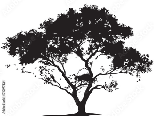 Ash tree silhouette illustration with graceful detailed branching design
