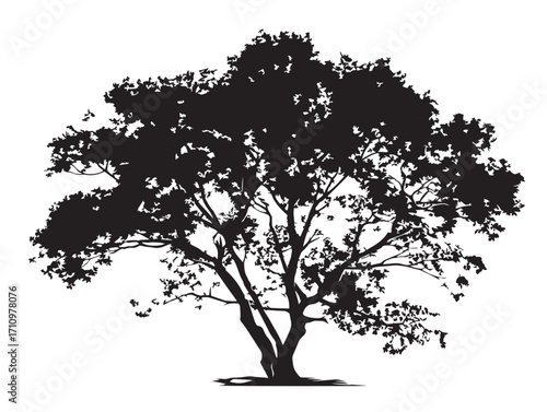 Elegant ash tree silhouette with striking natural solid appearance