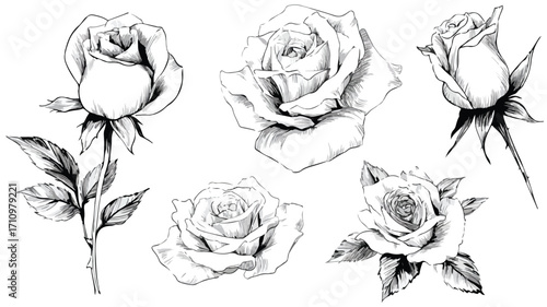 Elegant Black and White Rose Sketch Set for Professional Floral Design