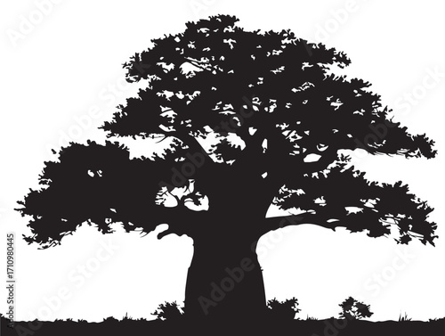 Large baobab tree silhouette featuring massive iconic trunk