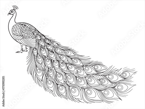 Editable line style peacock illustration with detailed feathers and ornamental decorative tail design