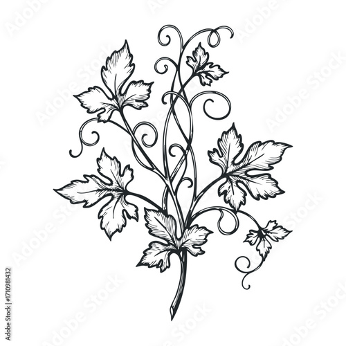 Elegant vine design botanical art digital illustration nature setting organic aesthetics for home decor. Vector illustration