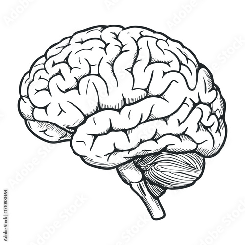 Exploring the complexities of the human brain scientific study illustration clinical setting neurobiology insights. Vector illustration