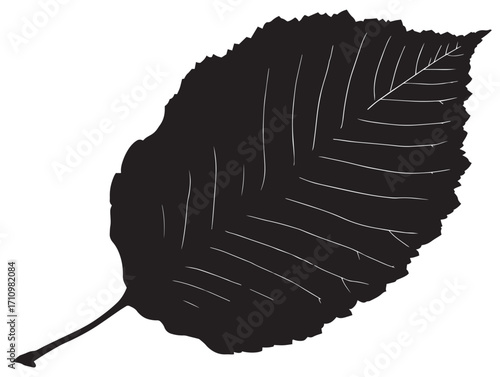 Detailed beech leaf silhouette with clean natural beauty lines