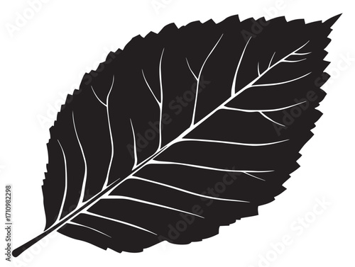 Beech leaf silhouette design with simple graceful natural elegance