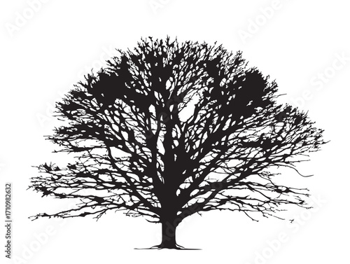 Beech tree silhouette with strong natural bold dramatic form