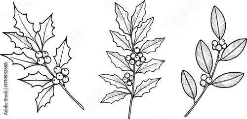 Detailed sketches of holly branches with berries on transparent background