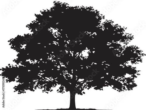 Elegant beech tree silhouette design with branching organic beauty