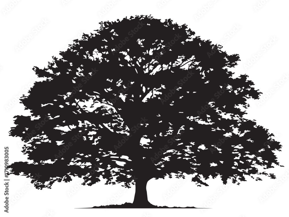 Fototapeta premium Large beech tree silhouette illustration with graceful solid appearance