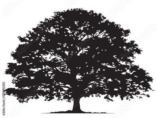 Large beech tree silhouette illustration with graceful solid appearance