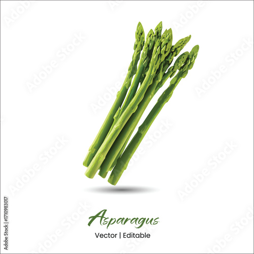 Asparagus Vector Asparagus realistic vector art