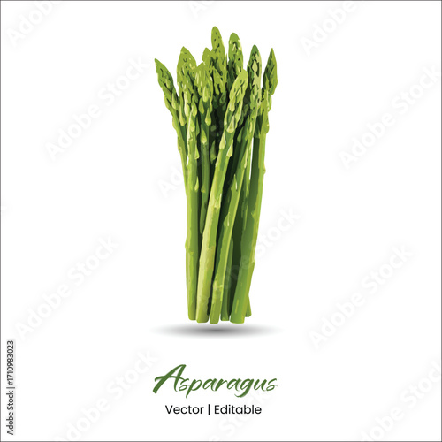 Asparagus Vector Asparagus realistic vector art