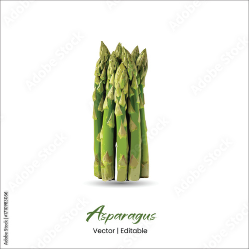 Asparagus Vector Asparagus realistic vector art