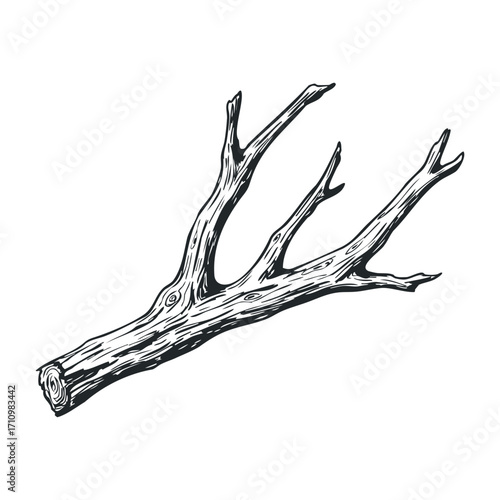 Fallen branch collection forest clearing illustration natural environment organic concept. Vector illustration