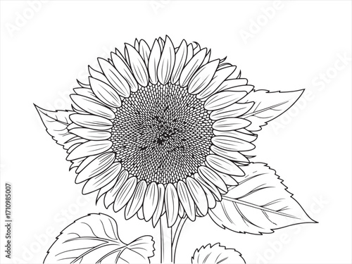 Vector sunflower outline illustration for natural design, gardening, harvest, and decorative use