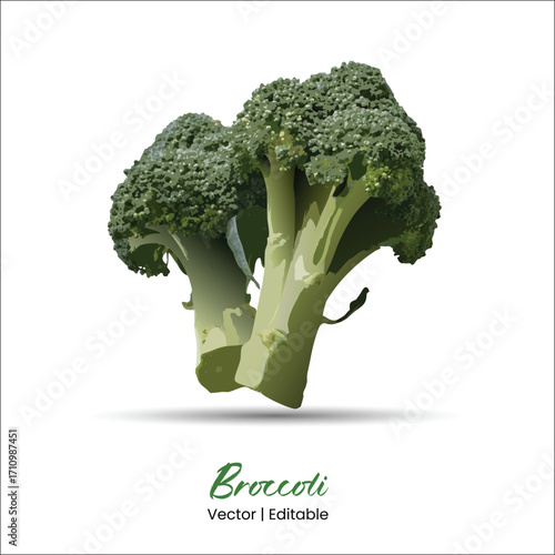 Broccoli vector Broccoli realistic vector art