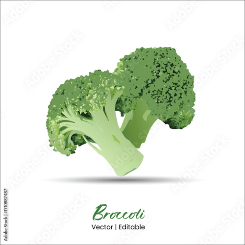 Broccoli vector Broccoli realistic vector art