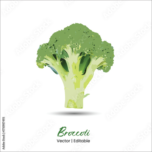 Broccoli vector Broccoli realistic vector art