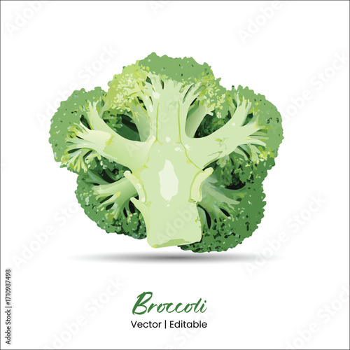 Broccoli vector Broccoli realistic vector art