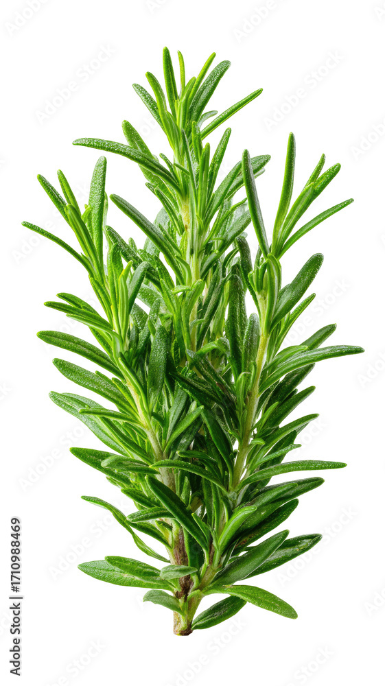 Fototapeta premium Fresh rosemary sprig, bright green, detailed